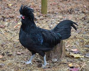 Crevecoeur chicken