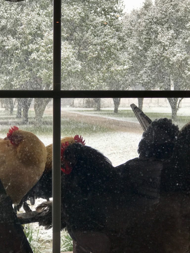 Chickens In The Winter