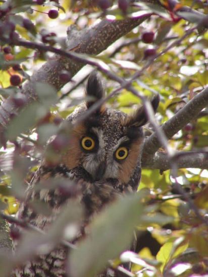 Great Horned Owl