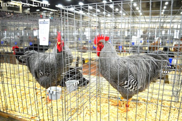 Attending the Ohio National Poultry Show | Community Chickens