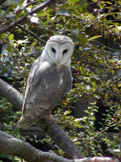 Typical Barn Owl