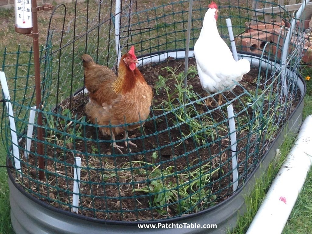 Diy Chicken Proof Tomato System Community Chickens