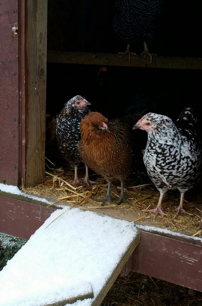 Winter Tips For Raising Chickens | Community Chickens - Raising Chickens In Winter Climates