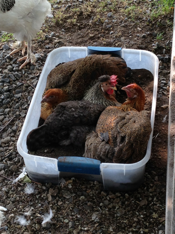 Create an all-weather dust bath that your chickens can use even when the ground is frozen or covered in snow!