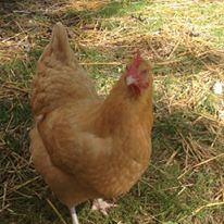 chicken math worksheets chicken math worksheets