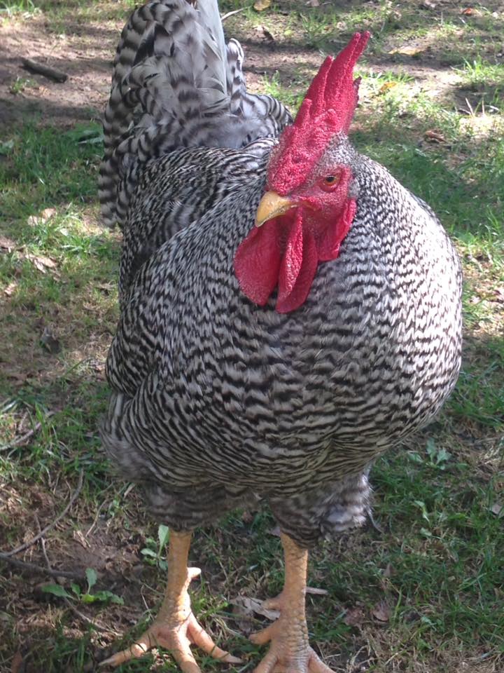 A Crowing Hen | Community Chickens