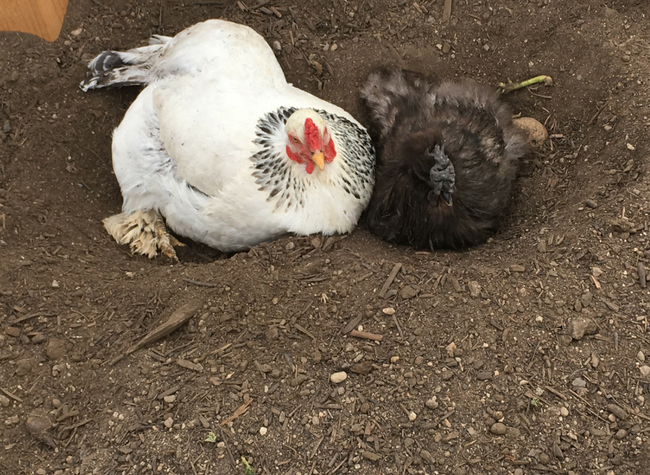 Create an all-weather dust bath that your chickens can use even when the ground is frozen or covered in snow!