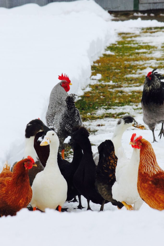 Top 10 Must-Haves To Simplify Chicken Poultry Care 