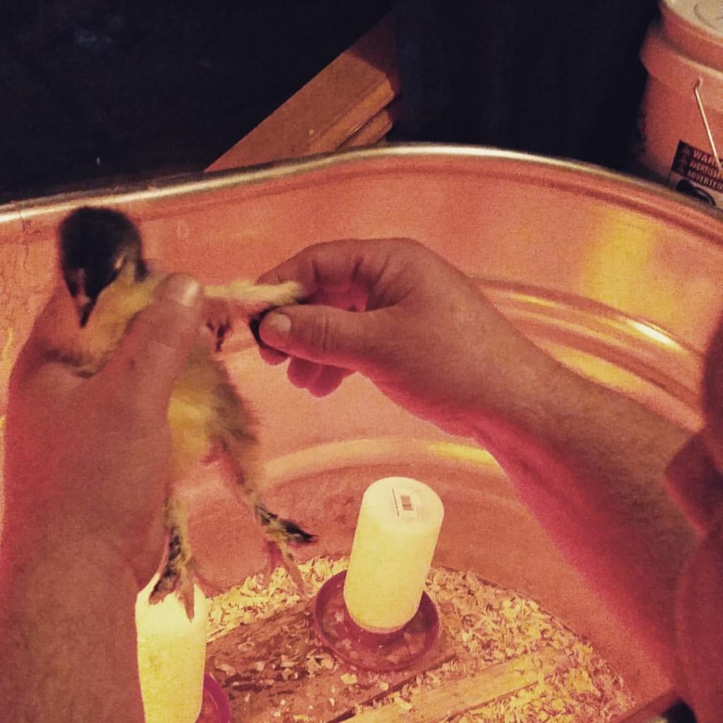 Setting Up Your Brooder | Community Chickens