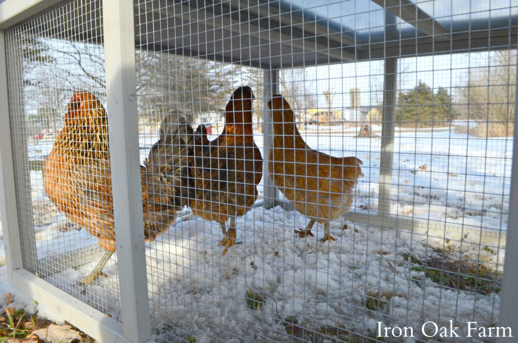 6 Things Every Chicken Coop Needs Community Chickens