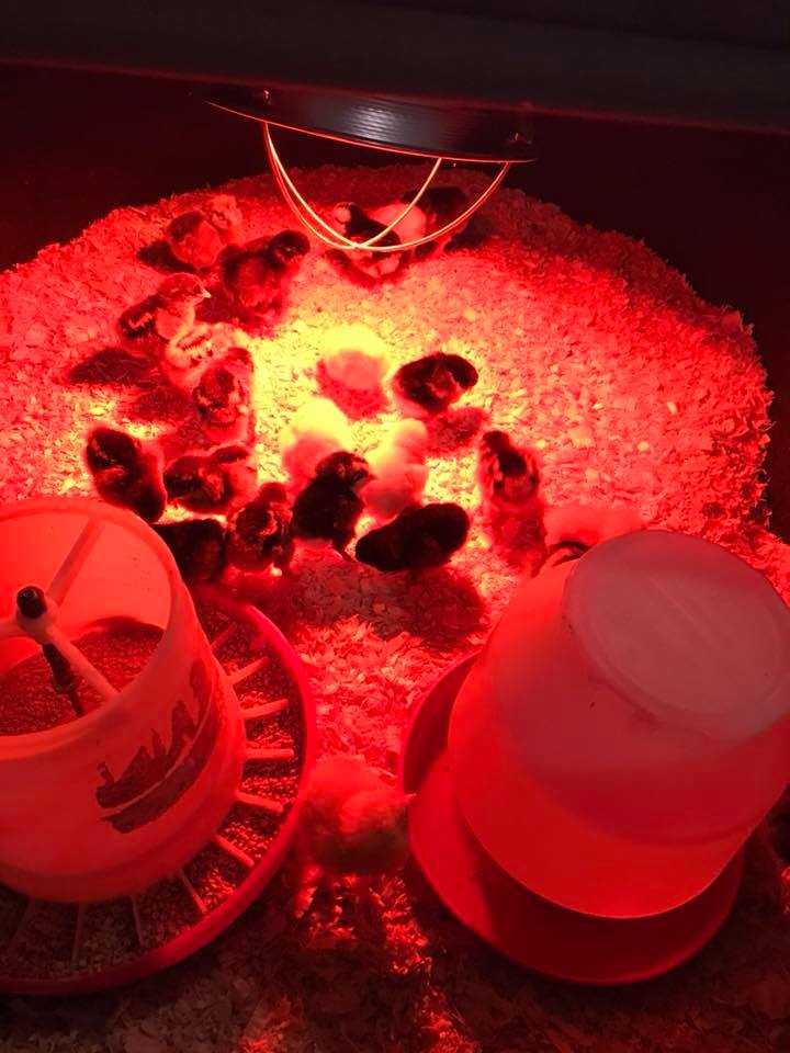 Meyers Hatchery