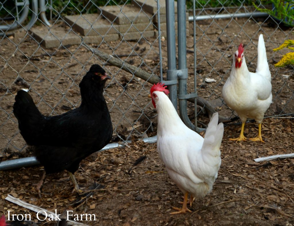Introducing New Chicks to an Existing Flock Community Chickens