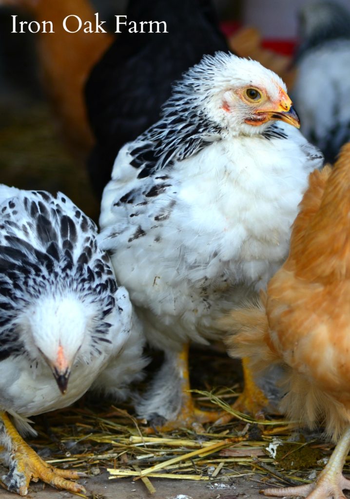 Introducing New Chicks to an Existing Flock Community Chickens
