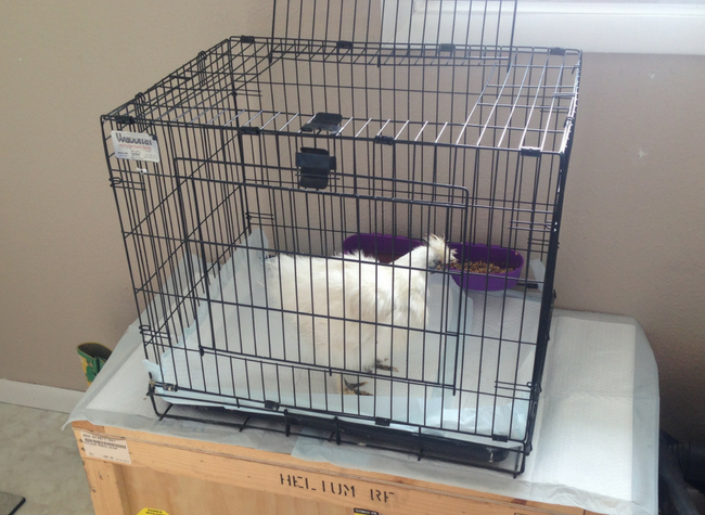 A dog kennel can be used as a temporary cage for a sick chicken