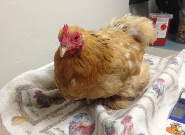 What to do (and not do!) for a sick chicken