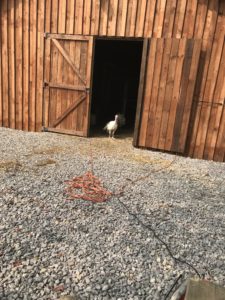 turkeys in the barn