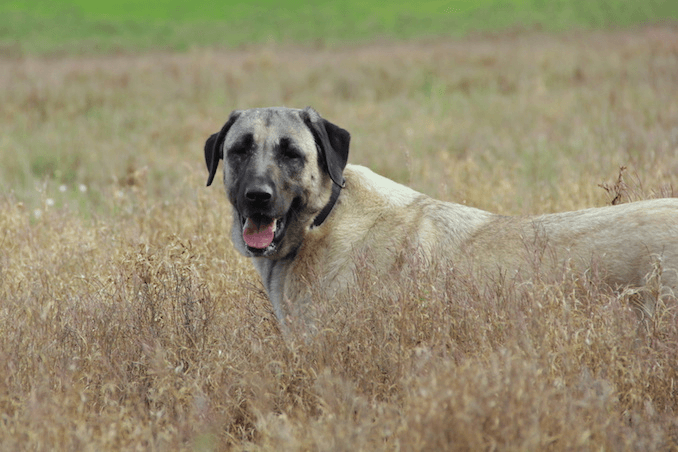 Kangal Picture