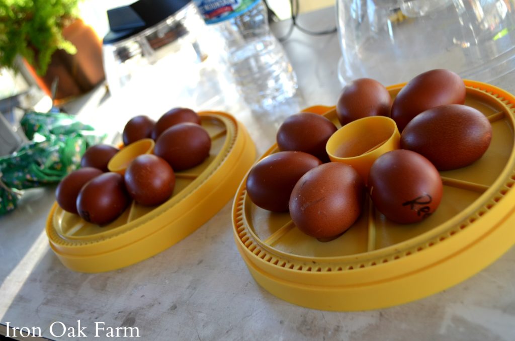 What is a Dry Hatch Community Chickens