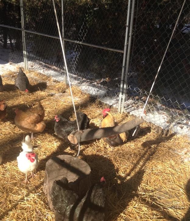 Coop size and chickens per square foot Community Chickens