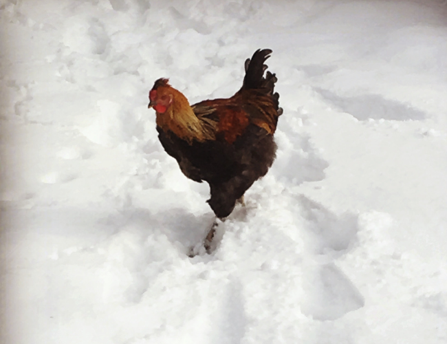 5 Practical Winter Care Tips to Keep your Chickens Healthy & Happy ...