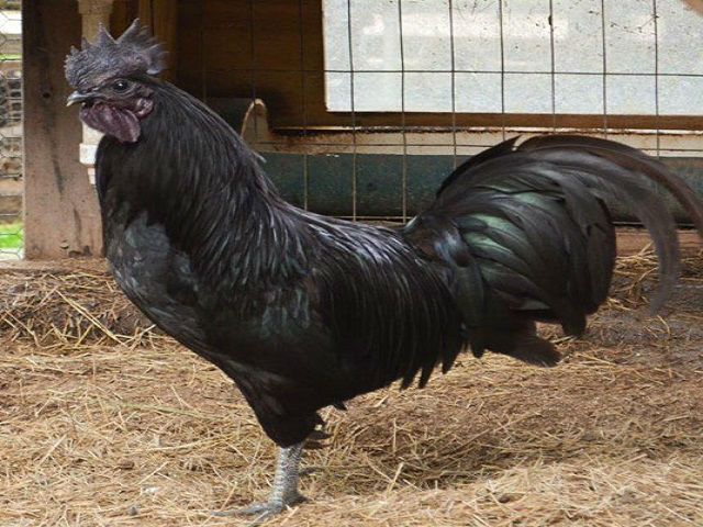 Image result for black chicken