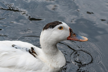 Ancona Duck