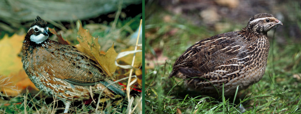 Bobwhite quail and Japanese quail