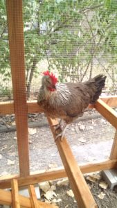 Fortunata the Chicken