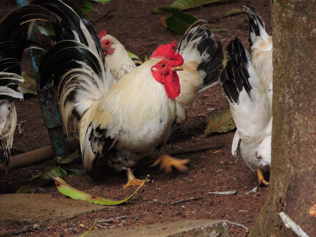 Dorking breed of chicken