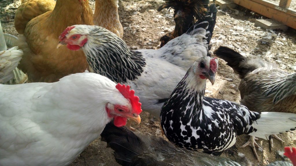 Heritage Breeds in Coop