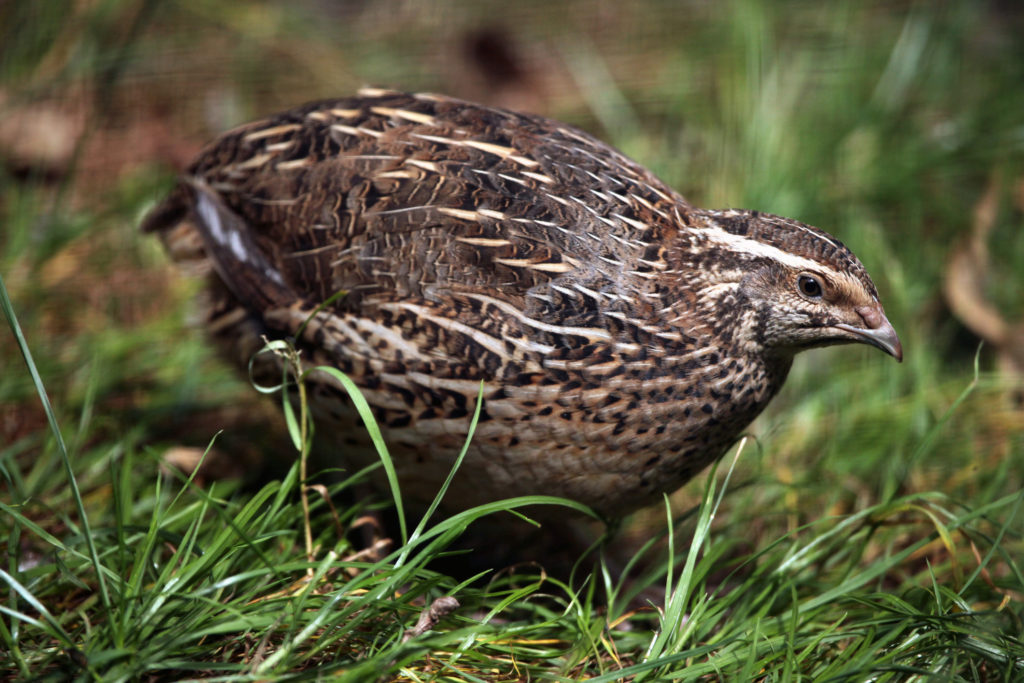 Japanese quail