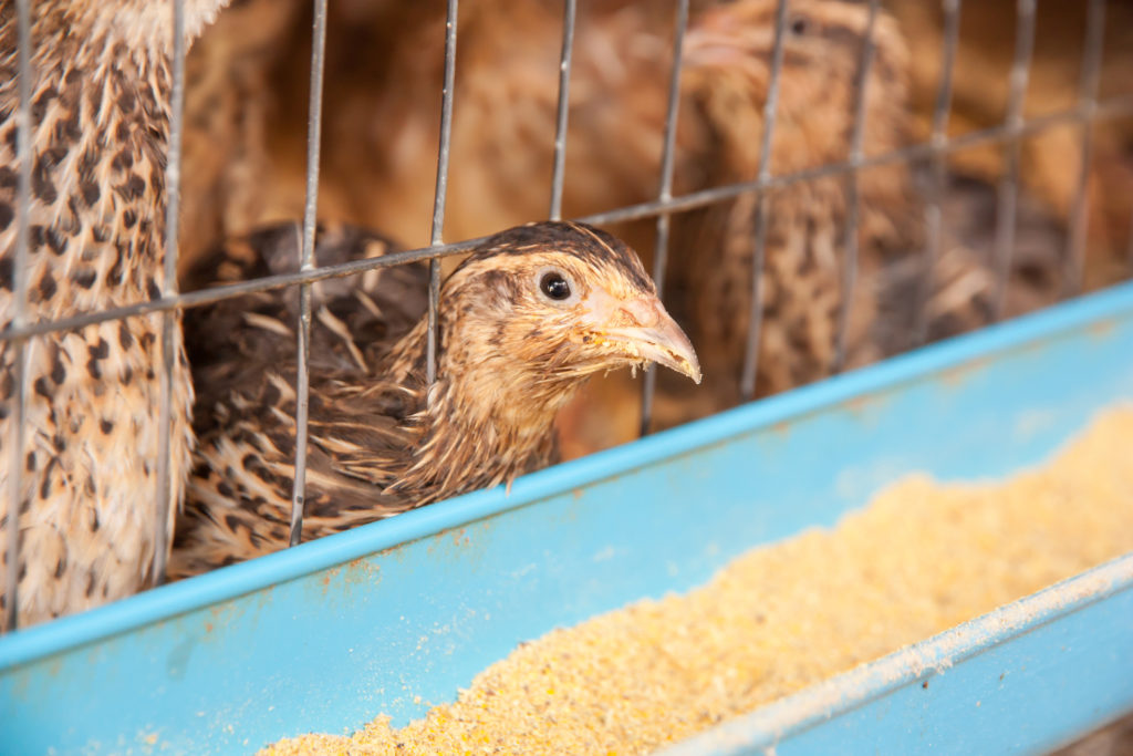 Photo inspiration: How To Get Started With Quail Photo Inspiration
