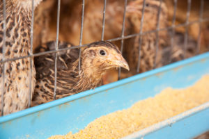 Quail feeding