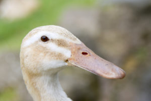 female Silver Appleyard Duck