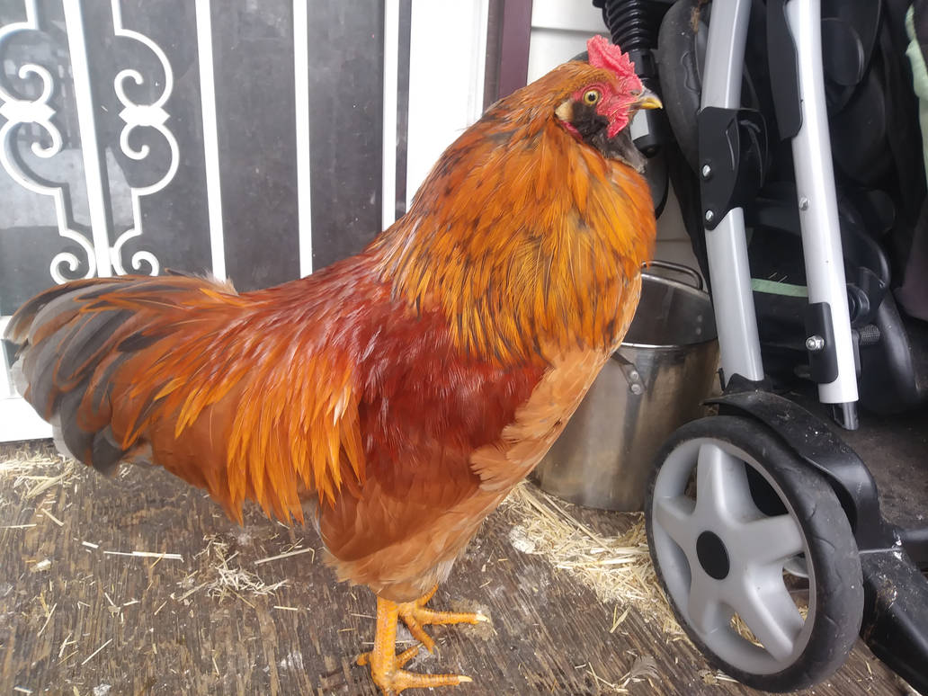 Rooster posing for a picture C-Nug, a gorgeous man.