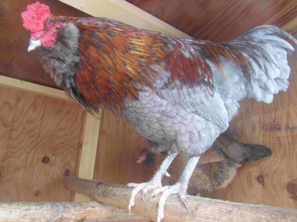 Olive Egger Rooster Prince Adam, a handsome boy.