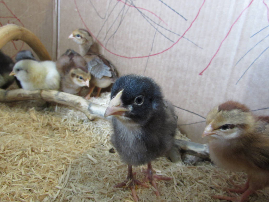 Currious chicks are suspicious of the camera.