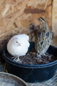 Texas A&M quail and Japanese coturnix