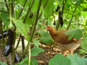 chickens in garden with eggplants