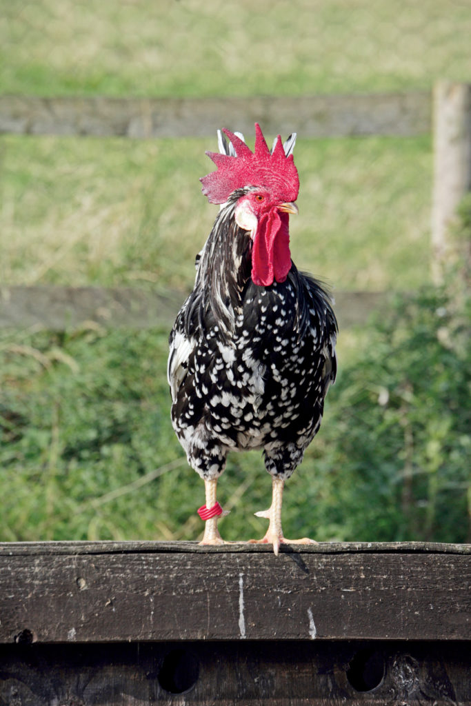 Ancona rooster standing on wooden fence