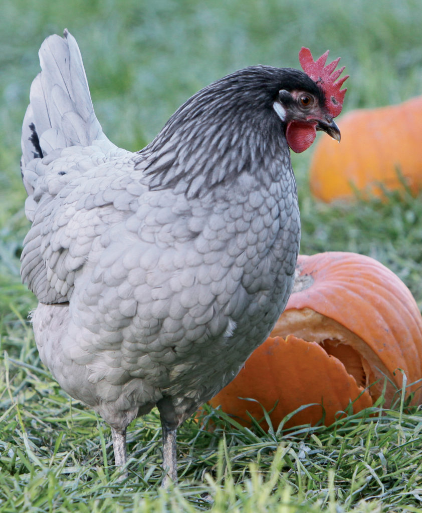 Andalusian chicken on green grass with pumpkins in background