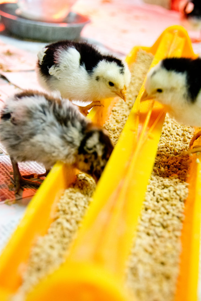 black and white baby chicks eating grain from yellow plastic feeder trough