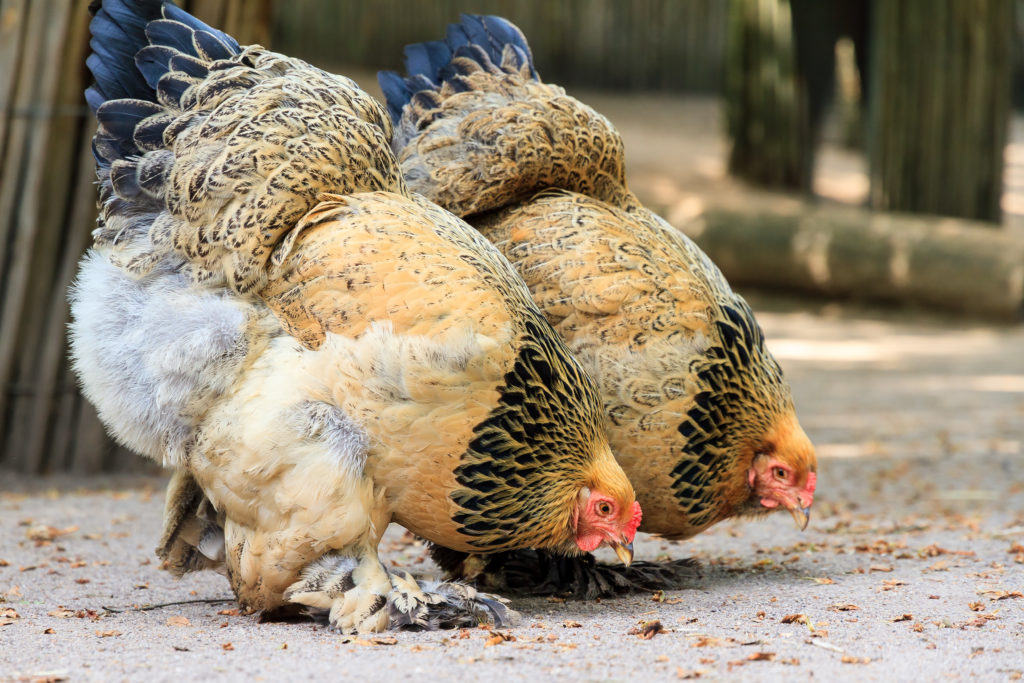 buff coloured Brahma chickens