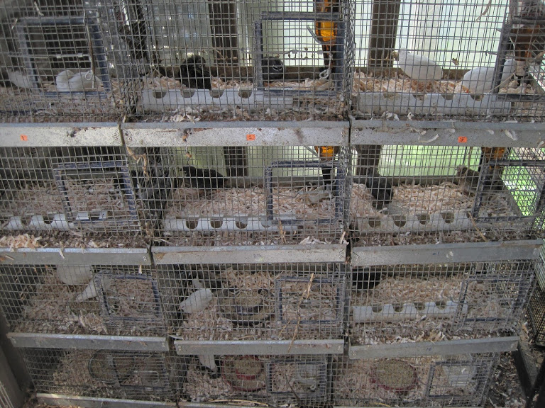 Cute As A Button Community Chickens