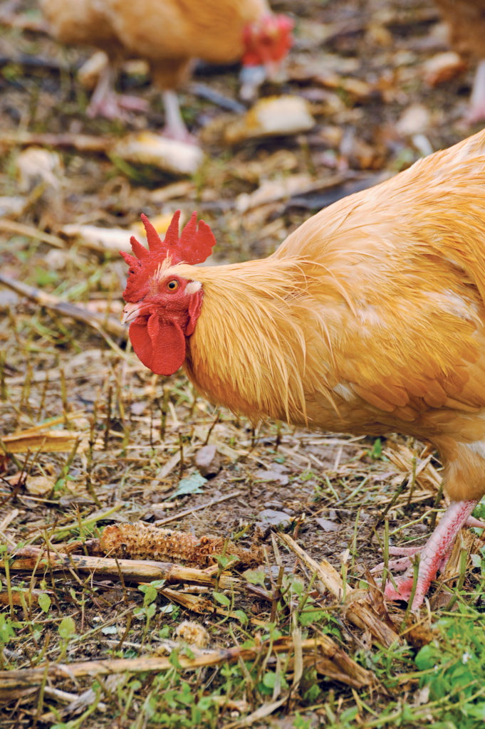 Catalana rooster