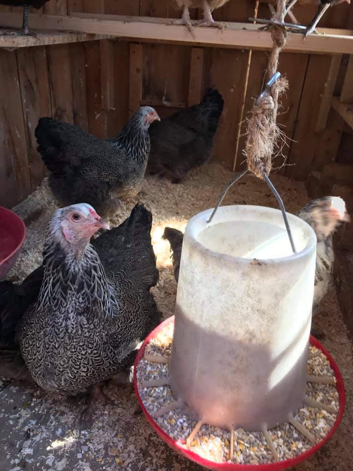 Chickens and feeder