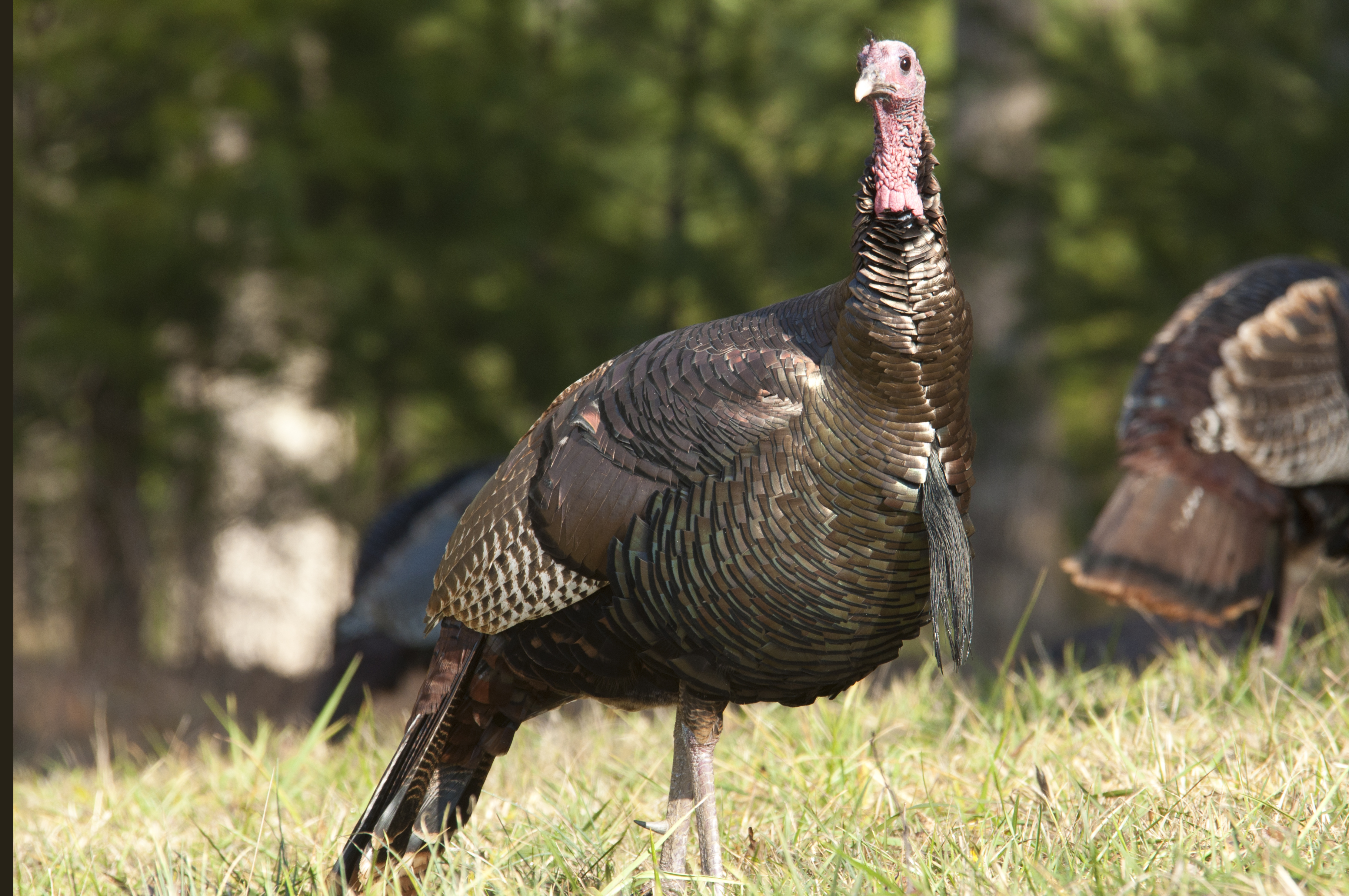 Flock of wild male turkeys in Cades Cove feeding 