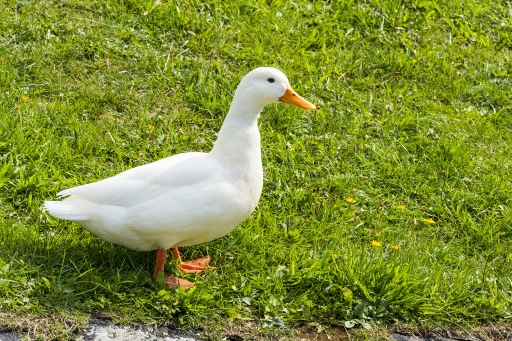 white duck with orange bill stands on green grass