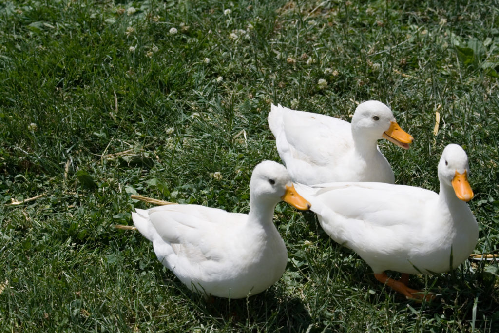 three white ducks on green grass