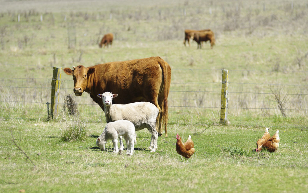 Chickens with sheep and cows